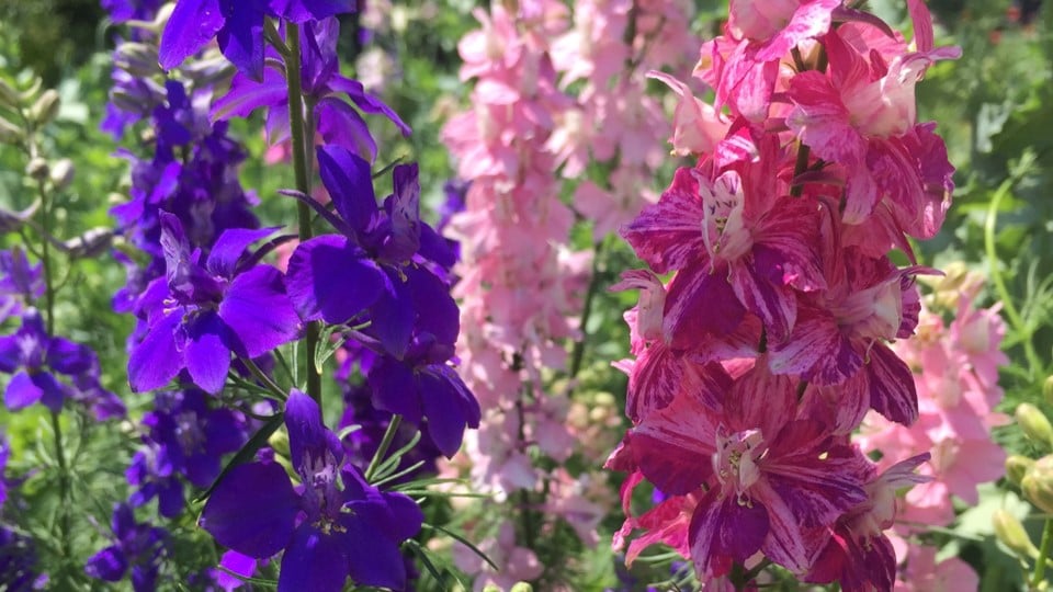 Understanding Poisonous Plants: Is your garden safe?