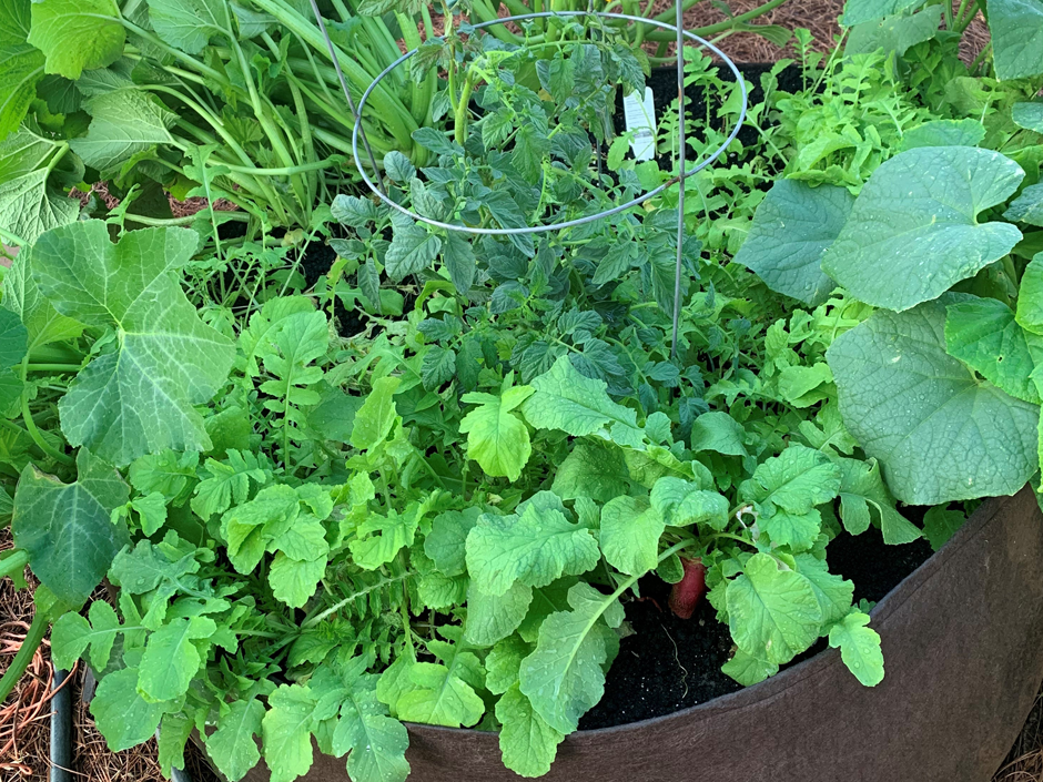 Soil³ Raised Garden Kit: 1 BigYellowBag of Veggie Mix + 2 Big Root Pouches (Delivered)